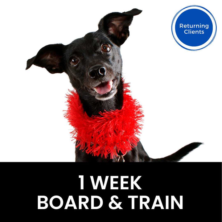 One Week Train 1 Week Board & Train (Returning Clients) – Cali K9®