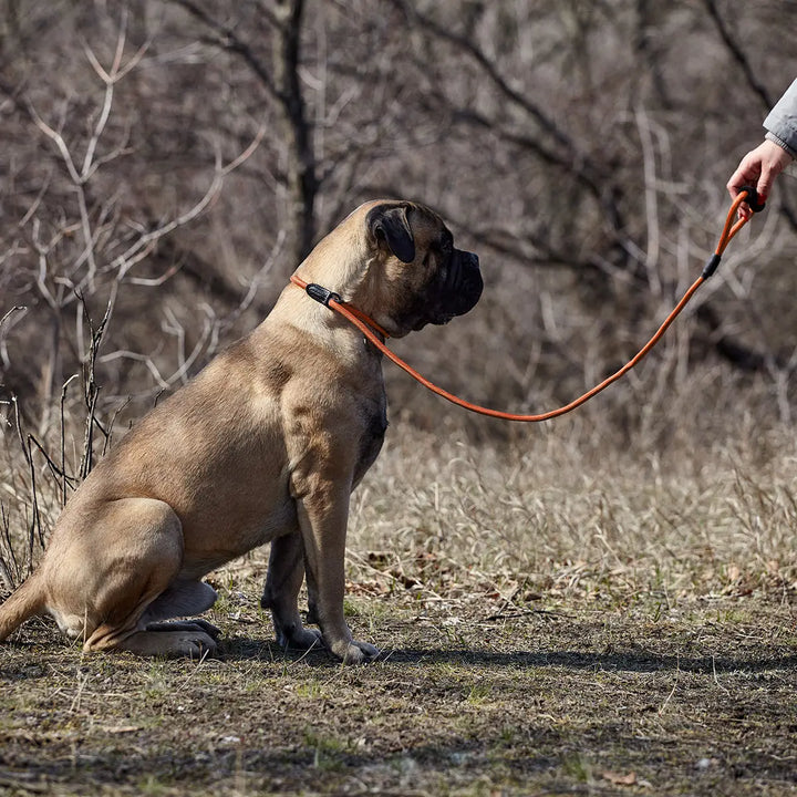 Round Nylon Slip Lead Dogline