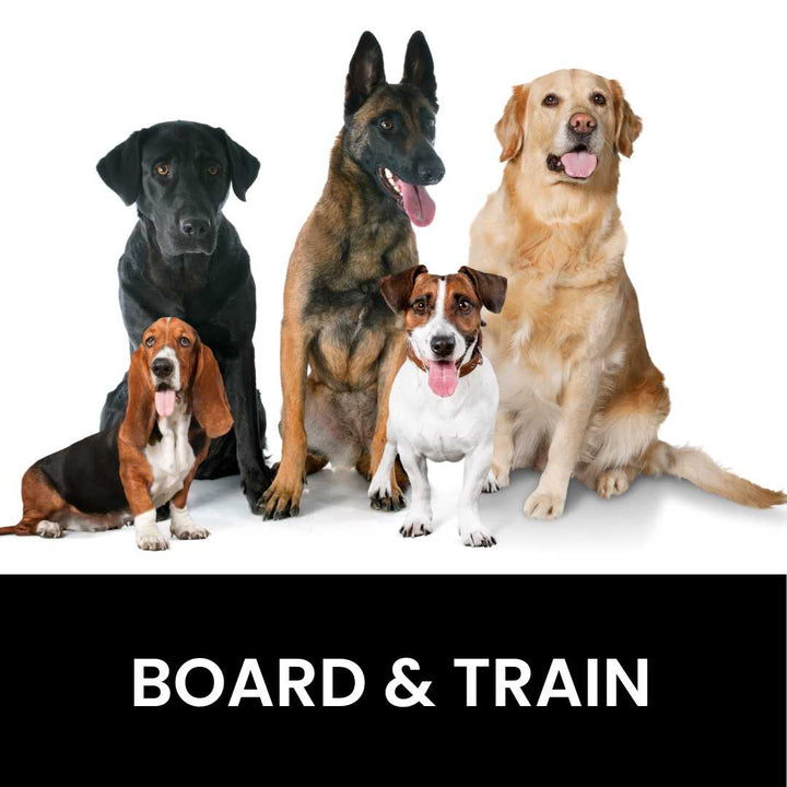 Week Board & Train Cali K9®